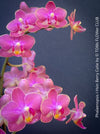 Close up of berry pink flowers Phalaenopsis Berry Cutie orchid TOMs FLOWer CLUB