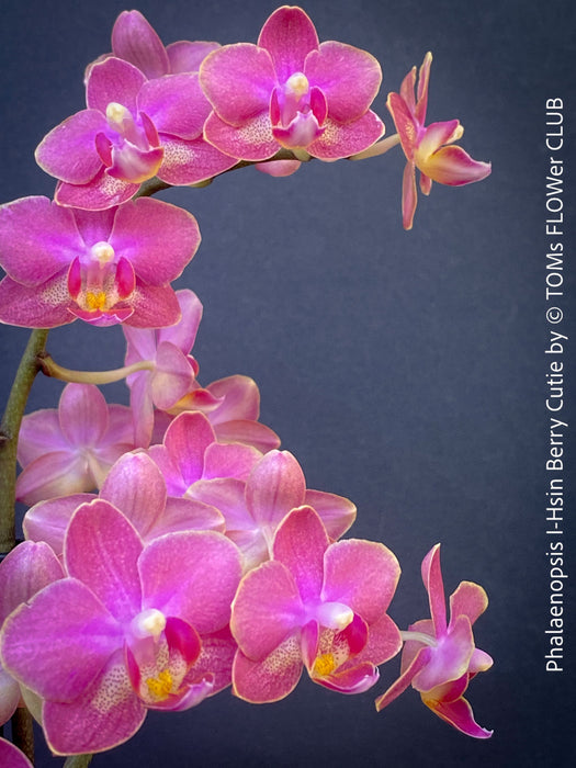 Close up of berry pink flowers Phalaenopsis Berry Cutie orchid TOMs FLOWer CLUB