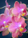 Close up of berry pink flowers Phalaenopsis Berry Cutie orchid TOMs FLOWer CLUB