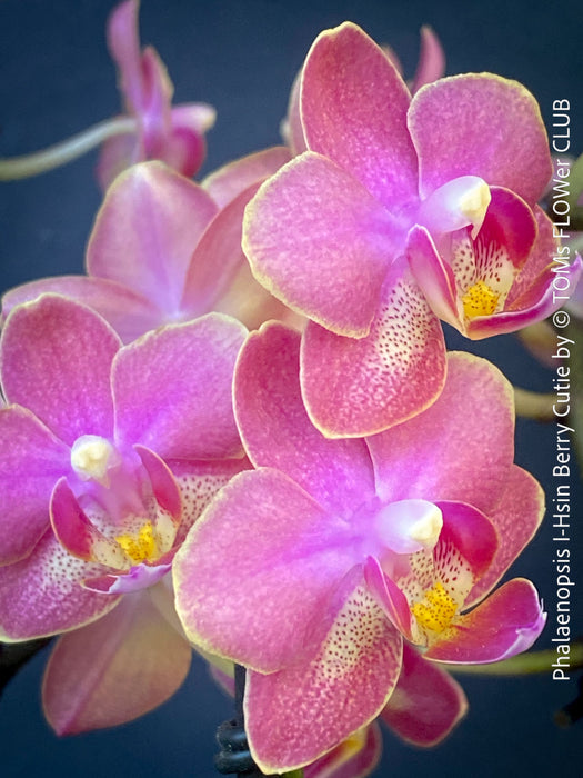 Close up of berry pink flowers Phalaenopsis Berry Cutie orchid TOMs FLOWer CLUB