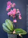 Phalaenopsis I Hsin Berry Cutie mini orchid for sale at TOMs FLOWer CLUB