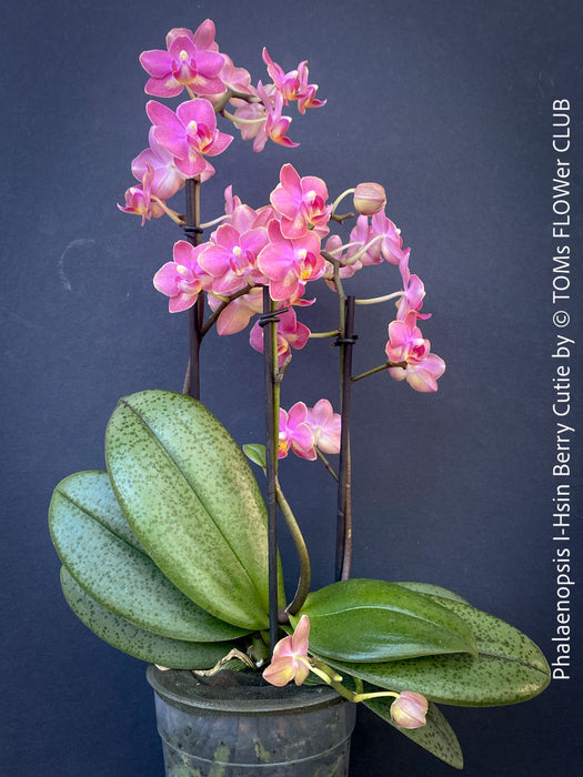 Phalaenopsis I Hsin Berry Cutie mini orchid for sale at TOMs FLOWer CLUB