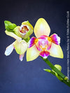 Phalaenopsis I-Hsin Venus, white yellow flowering Peloric orchid for sale at TOMs FLOWer CLUB Zurich Switzerland