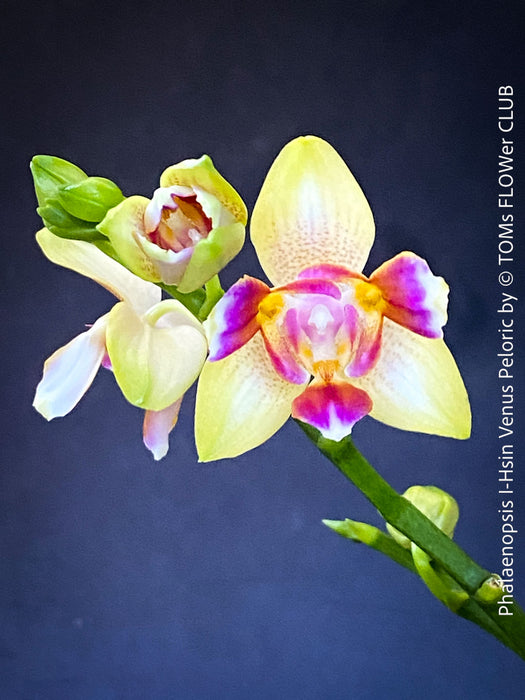 Phalaenopsis I-Hsin Venus, white yellow flowering Peloric orchid for sale at TOMs FLOWer CLUB Zurich Switzerland