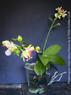 Phalaenopsis I-Hsin Venus, white yellow flowering Peloric orchid for sale at TOMs FLOWer CLUB Zurich Switzerland