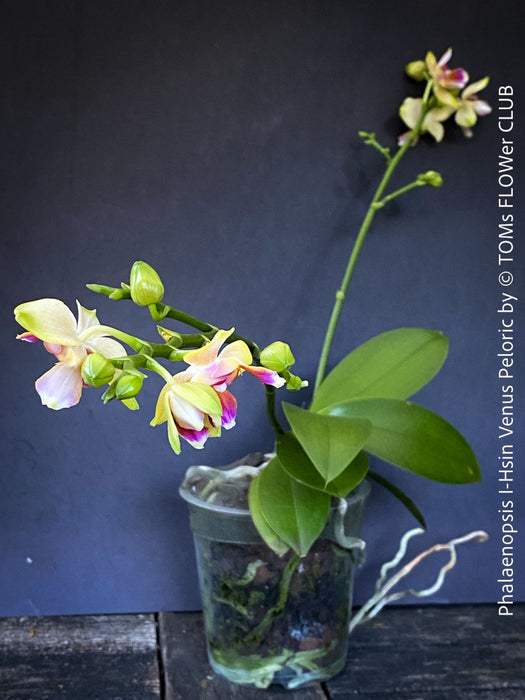 Phalaenopsis I-Hsin Venus, white yellow flowering Peloric orchid for sale at TOMs FLOWer CLUB Zurich Switzerland