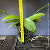 Phalaenopsis I-Hsin Venus, white yellow flowering Peloric orchid for sale at TOMs FLOWer CLUB Zurich Switzerland