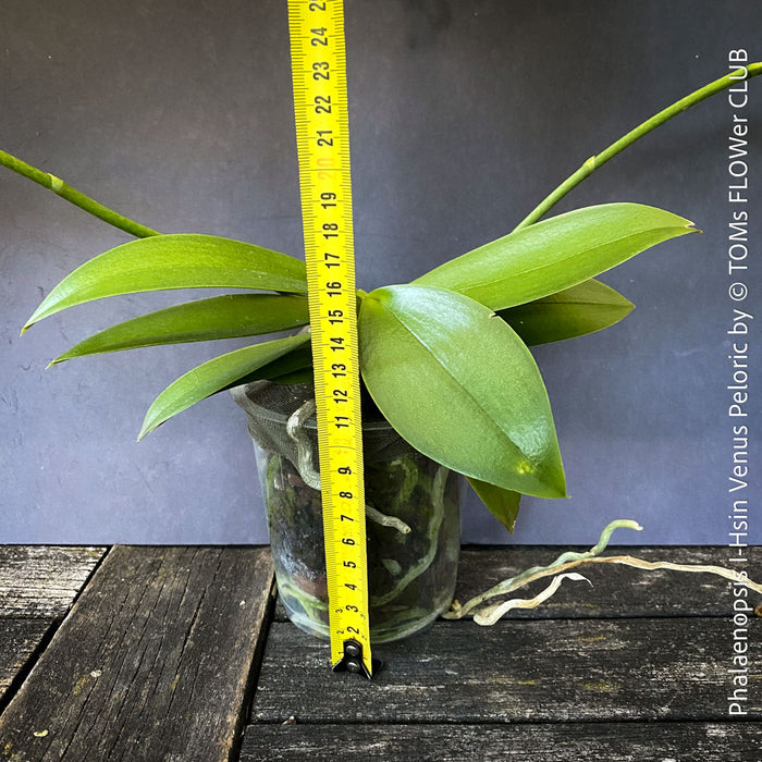 Phalaenopsis I-Hsin Venus, white yellow flowering Peloric orchid for sale at TOMs FLOWer CLUB Zurich Switzerland
