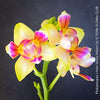 Phalaenopsis I-Hsin Venus, white yellow flowering Peloric orchid for sale at TOMs FLOWer CLUB Zurich Switzerland