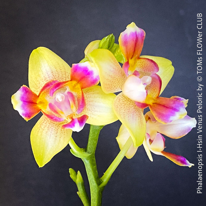 Phalaenopsis I-Hsin Venus, white yellow flowering Peloric orchid for sale at TOMs FLOWer CLUB Zurich Switzerland