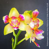 Phalaenopsis I-Hsin Venus, white yellow flowering Peloric orchid for sale at TOMs FLOWer CLUB Zurich Switzerland