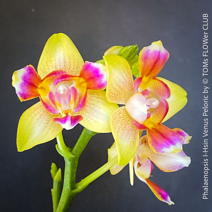 Phalaenopsis I-Hsin Venus, white yellow flowering Peloric orchid for sale at TOMs FLOWer CLUB Zurich Switzerland