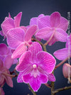 Phalaenopsis-Lianher-Scallops - elegant pastel  pink flowering orchid with frilled petals indoor plant TOMs FLOWer CLUB