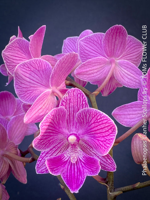 Phalaenopsis-Lianher-Scallops - elegant pastel  pink flowering orchid with frilled petals indoor plant TOMs FLOWer CLUB