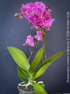 Novelty Phalaenopsis scalloped bloom orchid plant TOMs FLOWer CLUB