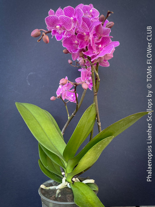 Novelty Phalaenopsis scalloped bloom orchid plant TOMs FLOWer CLUB