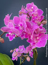 Novelty Phalaenopsis scalloped bloom orchid plant TOMs FLOWer CLUB