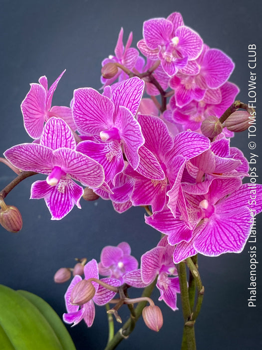 Novelty Phalaenopsis scalloped bloom orchid plant TOMs FLOWer CLUB