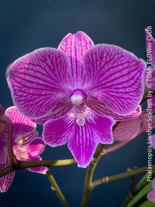 Phalaenopsis Lianher Scallops orchid for sale at TOMs FLOWer CLUB