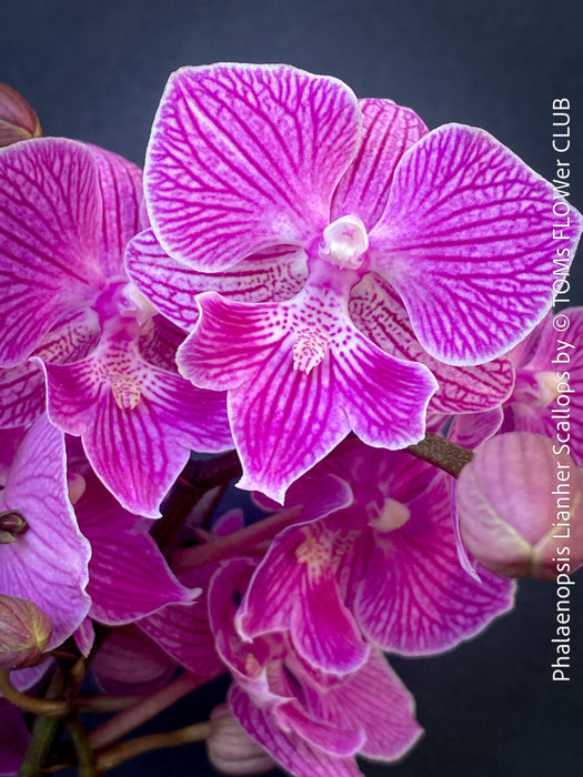 Pink flowers of Phalaenopsis Lianher Scallops orchid for sale at TOMs FLOWer CLUB