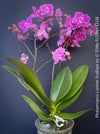 Mature plant of Phalaenopsis Lianher Scallops orchid for sale at TOMs FLOWer CLUB