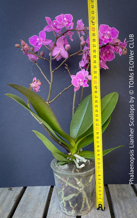 Phalaenopsis Lianher Scallops orchid for sale at TOMs FLOWer CLUB