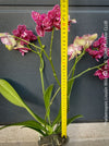 Phalaenopsis Lioulin Wild Cat potted orchid plant elegant indoor flowering plant for sale at TOMs FLOWer CLUB Zurich Switzerland