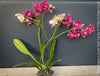 Phalaenopsis Lioulin Wild Cat close-up exotic spotted orchid bloom indoor plant for sale at TOMs FLOWer CLUB Zurich Switzerland