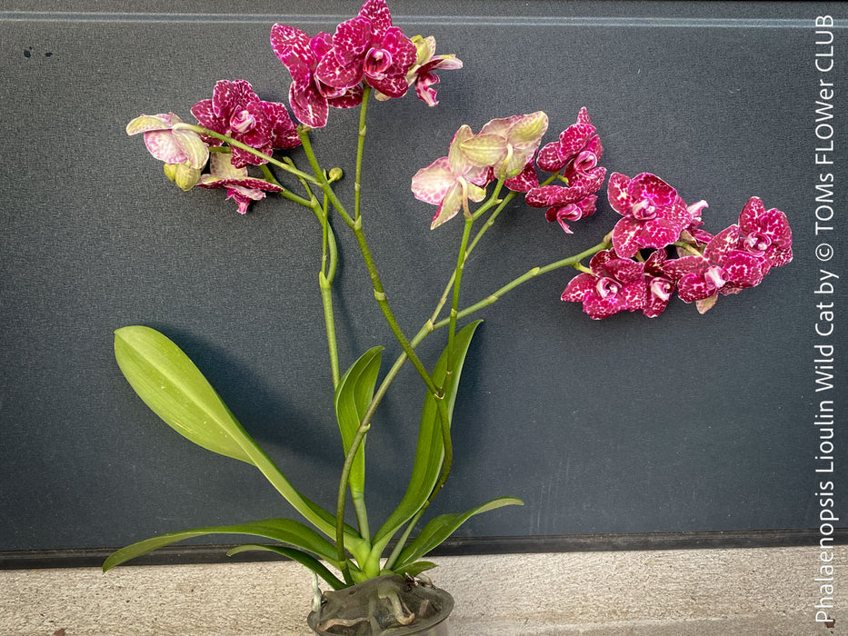 Phalaenopsis Lioulin Wild Cat close-up exotic spotted orchid bloom indoor plant for sale at TOMs FLOWer CLUB Zurich Switzerland