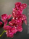Phalaenopsis Lioulin Wild Cat flowering orchid rare patterned houseplant for sale at TOMs FLOWer CLUB Zurich Switzerland