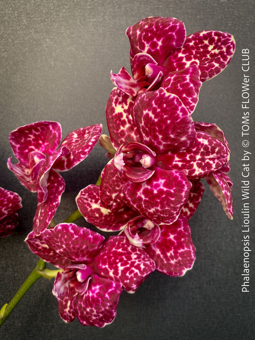 Phalaenopsis Lioulin Wild Cat flowering orchid rare patterned houseplant for sale at TOMs FLOWer CLUB Zurich Switzerland