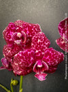 Phalaenopsis Lioulin Wild Cat spotted orchid leopard pattern flower plant for sale at TOMs FLOWer CLUB Zurich Switzerland