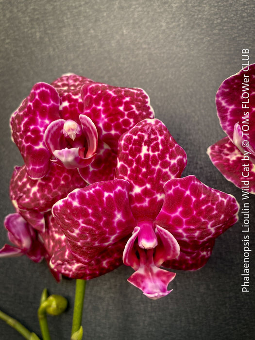 Phalaenopsis Lioulin Wild Cat spotted orchid leopard pattern flower plant for sale at TOMs FLOWer CLUB Zurich Switzerland