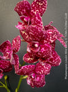 Phalaenopsis Lioulin Wild Cat exotic orchid collector plant spotted blooms for sale at TOMs FLOWer CLUB Zurich Switzerland