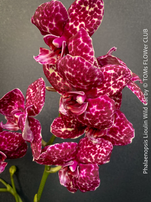 Phalaenopsis Lioulin Wild Cat exotic orchid collector plant spotted blooms for sale at TOMs FLOWer CLUB Zurich Switzerland