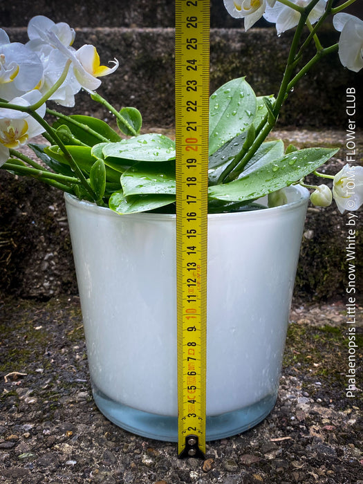 Phalaenopsis Little Snow White, Hybrid orchid, white flowering orchid, organically grown tropical plants for sale at TOMs FLOWer CLUB