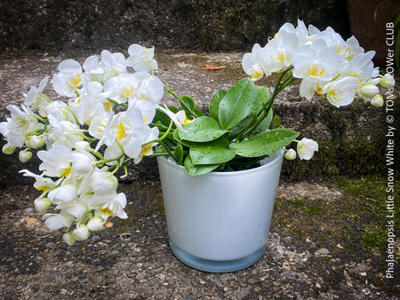 Phalaenopsis Little Snow White, Hybrid orchid, white flowering orchid, organically grown tropical plants for sale at TOMs FLOWer CLUB