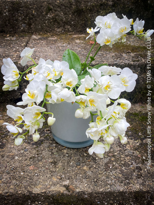 Phalaenopsis Little Snow White, Hybrid orchid, white flowering orchid, organically grown tropical plants for sale at TOMs FLOWer CLUB