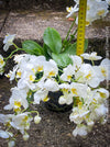 Phalaenopsis Little Snow White, Hybrid orchid, white flowering orchid, organically grown tropical plants for sale at TOMs FLOWer CLUB