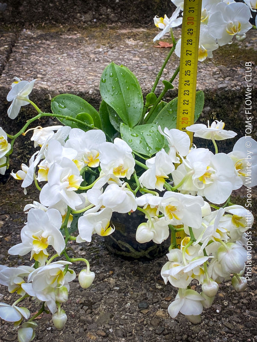 Phalaenopsis Little Snow White, Hybrid orchid, white flowering orchid, organically grown tropical plants for sale at TOMs FLOWer CLUB