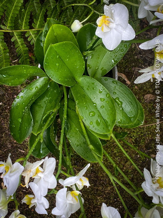 Phalaenopsis Little Snow White, Hybrid orchid, white flowering orchid, organically grown tropical plants for sale at TOMs FLOWer CLUB