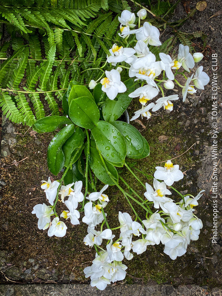 Phalaenopsis Little Snow White, Hybrid orchid, white flowering orchid, organically grown tropical plants for sale at TOMs FLOWer CLUB