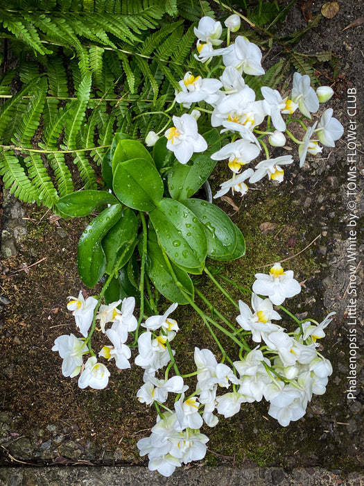 Phalaenopsis Little Snow White, Hybrid orchid, white flowering orchid, organically grown tropical plants for sale at TOMs FLOWer CLUB