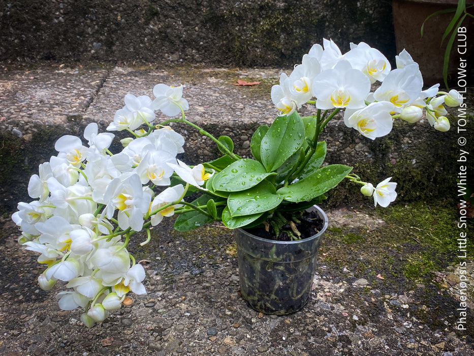Phalaenopsis Little Snow White, Hybrid orchid, white flowering orchid, organically grown tropical plants for sale at TOMs FLOWer CLUB