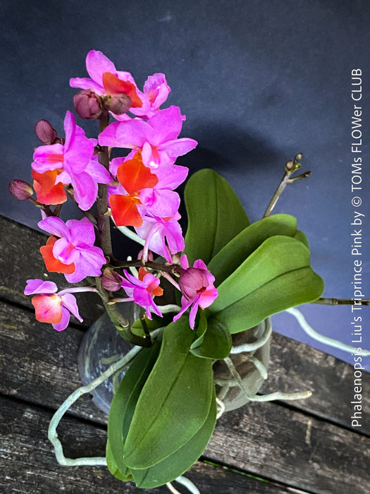 Phalaenopsis Liu's Triprince Pink, burgundy orange flowering orchid for sale at TOMs FLOWer CLUB Zurich Switzerland
