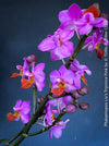 Flower detail of Phalaenopsis Liu's Triprince Pink, burgundy orange flowering orchid for sale at TOMs FLOWer CLUB Zurich Switzerland