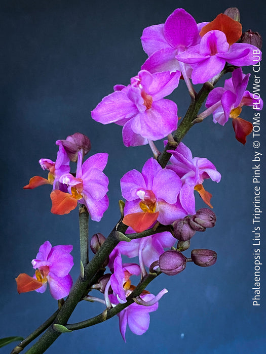 Flower detail of Phalaenopsis Liu's Triprince Pink, burgundy orange flowering orchid for sale at TOMs FLOWer CLUB Zurich Switzerland