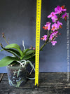 Mature Phalaenopsis Liu's Triprince Pink, burgundy orange flowering orchid for sale at TOMs FLOWer CLUB Zurich Switzerland