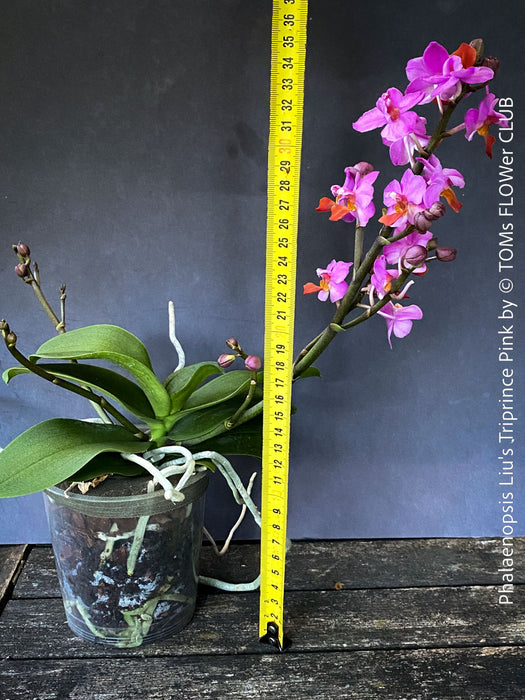 Mature Phalaenopsis Liu's Triprince Pink, burgundy orange flowering orchid for sale at TOMs FLOWer CLUB Zurich Switzerland