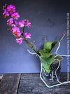 Phalaenopsis Liu's Triprince Pink, burgundy orange flowering orchid for sale at TOMs FLOWer CLUB Zurich Switzerland
